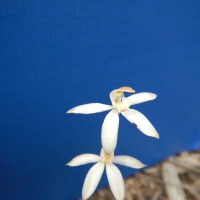 Caladenia moschata (Musky Caps) at Point 112 - 30 Oct 2016 by MichaelMulvaney