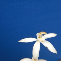 Caladenia moschata at Point 112 - 30 Oct 2016