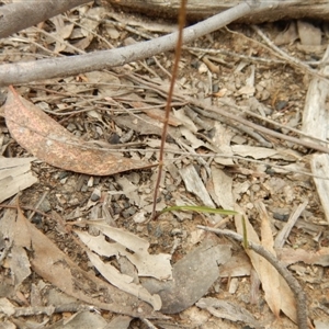 Caladenia moschata at Point 112 - 30 Oct 2016