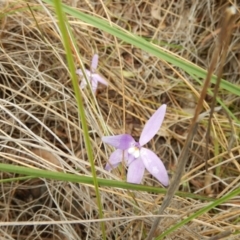 Glossodia major (Wax Lip Orchid) at Point 112 - 30 Oct 2016 by MichaelMulvaney