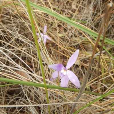 Glossodia major (Wax Lip Orchid) at Point 112 - 30 Oct 2016 by MichaelMulvaney