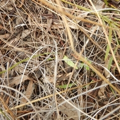 Glossodia major at Undefined Area - suppressed