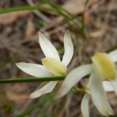 Caladenia moschata (Musky Caps) at Point 112 - 29 Oct 2016 by MichaelMulvaney