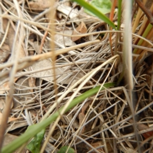 Caladenia moschata at Point 112 - suppressed