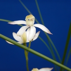 Caladenia moschata at Point 112 - suppressed