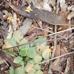Speculantha rubescens (Blushing Tiny Greenhood) at Point 112 - 30 Oct 2016 by MichaelMulvaney