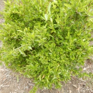 Billardiera heterophylla at Bruce, ACT - 30 Oct 2016 11:02 AM