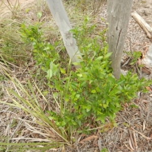 Billardiera heterophylla at Bruce, ACT - 30 Oct 2016