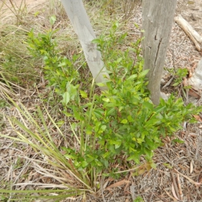 Billardiera heterophylla (Western Australian Bluebell Creeper) at Bruce, ACT - 30 Oct 2016 by MichaelMulvaney