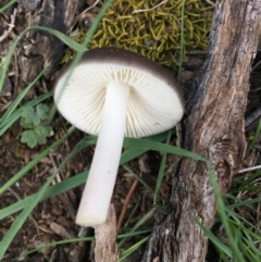 Oudemansiella gigaspora group at Bungendore, NSW - 30 Oct 2016