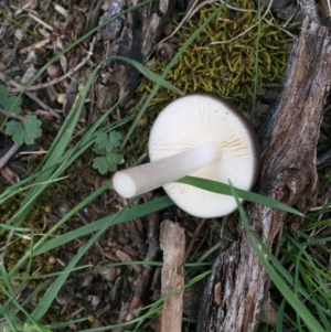 Oudemansiella gigaspora group at Bungendore, NSW - 30 Oct 2016