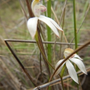 Caladenia moschata at Point 120 - suppressed