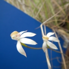 Caladenia moschata at Point 120 - suppressed