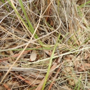 Caladenia moschata at Point 120 - suppressed