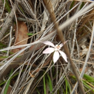 Caladenia fuscata at Point 120 - suppressed