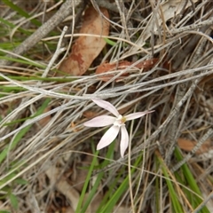 Caladenia fuscata at Point 120 - suppressed