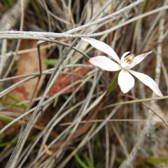 Caladenia fuscata at Point 120 - suppressed