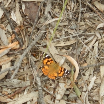 Vanessa kershawi (Australian Painted Lady) at Bruce Ridge - 30 Oct 2016 by MichaelMulvaney