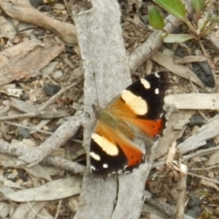 Vanessa itea (Yellow Admiral) at Bruce Ridge - 30 Oct 2016 by MichaelMulvaney