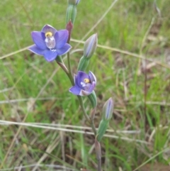 Thelymitra pauciflora (Slender Sun Orchid) at Little Taylor Grasslands - 30 Oct 2016 by RosemaryRoth