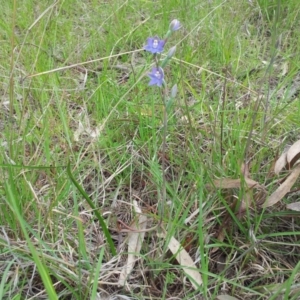 Thelymitra pauciflora at Kambah, ACT - suppressed