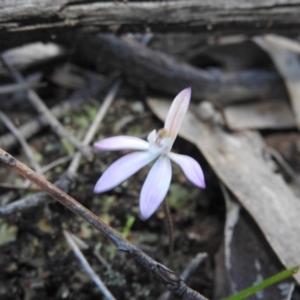 Caladenia fuscata at Burrinjuck, NSW - suppressed