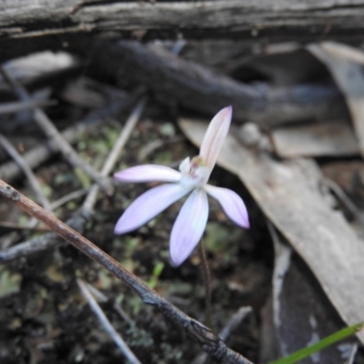 Caladenia fuscata (Dusky Fingers) at Burrinjuck, NSW - 26 Sep 2016 by ArcherCallaway