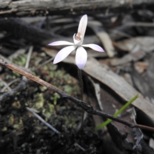 Caladenia fuscata at Burrinjuck, NSW - 26 Sep 2016