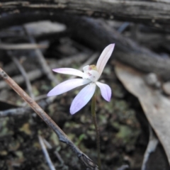 Caladenia fuscata at Burrinjuck, NSW - suppressed