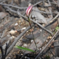 Caladenia fuscata at Burrinjuck, NSW - suppressed