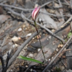 Caladenia fuscata at Burrinjuck, NSW - 26 Sep 2016