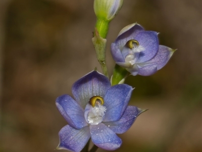 Thelymitra peniculata at Bournda, NSW - 23 Oct 2011 by offshore