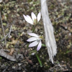 Caladenia carnea (Pink Fingers) at Burrinjuck, NSW - 26 Sep 2016 by RyuCallaway