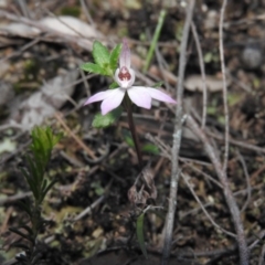 Caladenia fuscata (Dusky Fingers) at Burrinjuck, NSW - 26 Sep 2016 by ArcherCallaway
