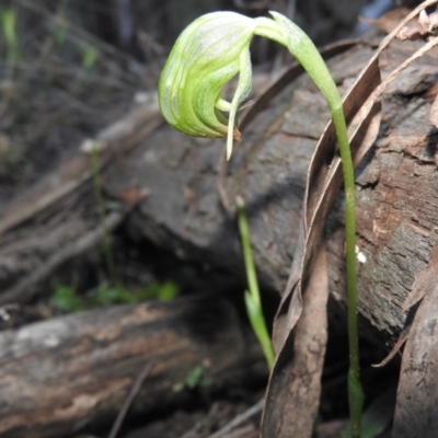 Pterostylis nutans (Nodding Greenhood) at Burrinjuck, NSW - 26 Sep 2016 by RyuCallaway