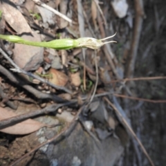 Pterostylis nutans (Nodding Greenhood) at Burrinjuck, NSW - 26 Sep 2016 by ArcherCallaway