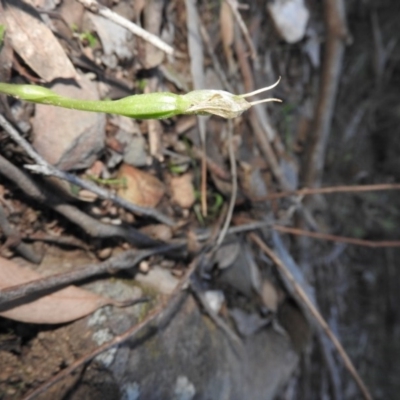 Pterostylis nutans (Nodding Greenhood) at Burrinjuck, NSW - 26 Sep 2016 by ArcherCallaway