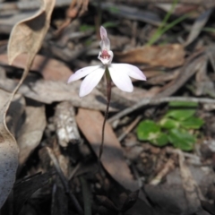 Caladenia fuscata (Dusky Fingers) at Burrinjuck, NSW - 26 Sep 2016 by RyuCallaway