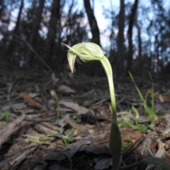 Pterostylis nutans (Nodding Greenhood) at Burrinjuck, NSW - 26 Sep 2016 by ArcherCallaway