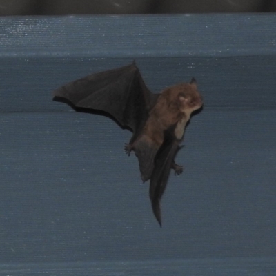 Miniopterus orianae oceanensis (Eastern Bent-wing, Large Bent-wing Bat) at Burrinjuck, NSW - 26 Sep 2016 by RyuCallaway