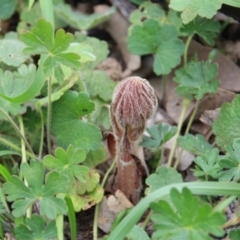 Orobanche minor (Broomrape) at Ainslie, ACT - 30 Oct 2016 by petersan