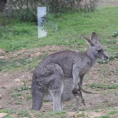 Macropus giganteus (Eastern Grey Kangaroo) at Burrinjuck, NSW - 27 Sep 2016 by ArcherCallaway