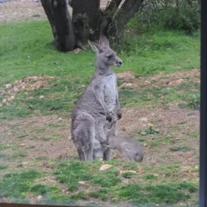 Macropus giganteus at Burrinjuck, NSW - 27 Sep 2016 07:05 AM