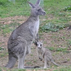 Macropus giganteus at Burrinjuck, NSW - 27 Sep 2016 07:05 AM