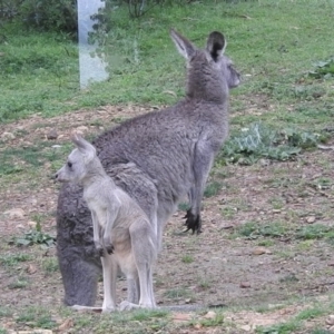 Macropus giganteus at Burrinjuck, NSW - 27 Sep 2016 07:05 AM