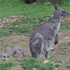 Macropus giganteus at Burrinjuck, NSW - 27 Sep 2016 07:05 AM