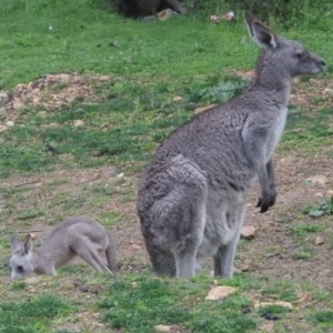 Macropus giganteus at Burrinjuck, NSW - 27 Sep 2016 07:05 AM