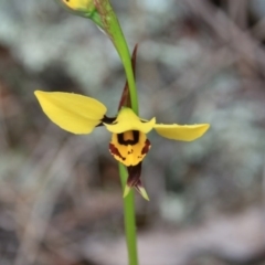 Diuris sulphurea (Tiger Orchid) at Majura, ACT - 30 Oct 2016 by petersan