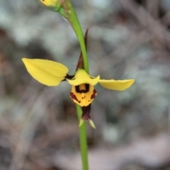 Diuris sulphurea (Tiger Orchid) at Mount Ainslie - 30 Oct 2016 by petersan