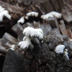 Schizophyllum commune (Split Gill Fungus) at Burrinjuck, NSW - 27 Sep 2016 by RyuCallaway
